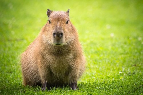 Capibara nel prato