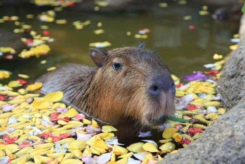 Capibara dentro acqua 