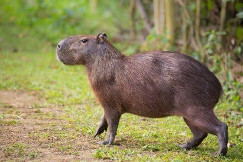 Scopriamo tutte le caratteristiche del capibara
