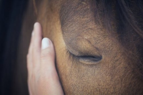I cavalli hanno la capacità di pensare?