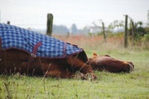 I cavalli dormono in piedi o sdraiati?