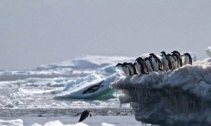 Il cimitero di pinguini in Antartide
