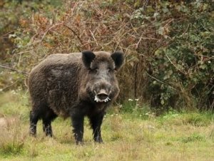 Cinghiale: il selvaggio dei boschi