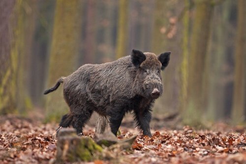 Un cinghiale nel bosco