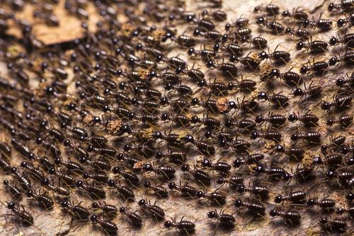 Colonia di formiche