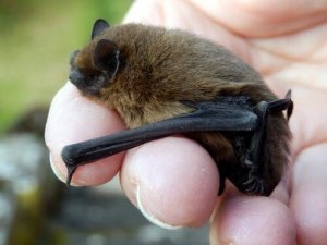 Conosciamo la donna che salva i pipistrelli
