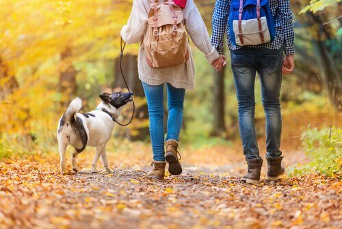 Coppia a passeggio con cane nella foresta 