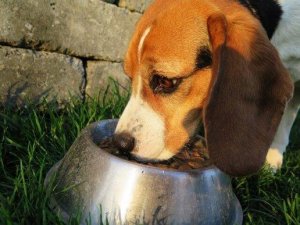 Cosa fare se il vostro cane non mangia il mangime?