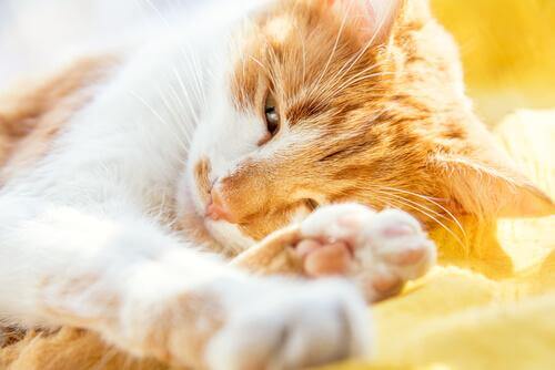 Demenza senile nei gatti: sintomi e trattamento