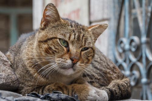 Demenza senile nei gatti trattamento