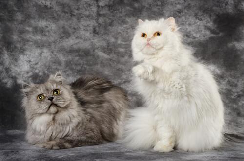 Differenze tra il gatto Persiano e il Gatto d'Angora