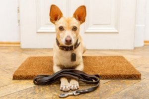 Educare un cane: 7 errori da non commettere