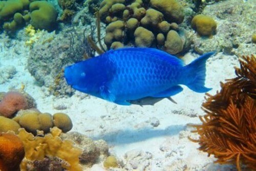 Il pesce pappagallo blu: abitudini e caratteristiche