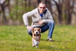 Come evitare di perdere il cane durante una passeggiata