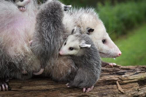 Famiglia di opossum su tronco