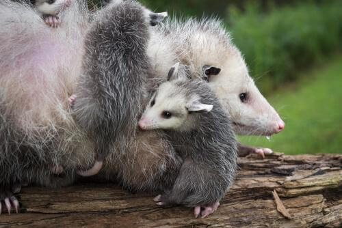 Famiglia di opossum su tronco 