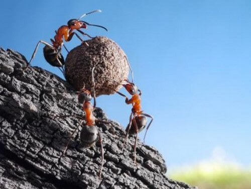 Curiosità sulle formiche