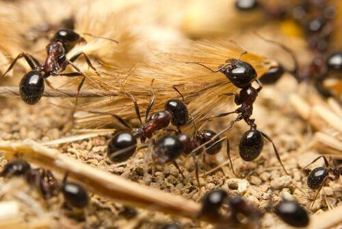 Alcune formiche con spighe di grano