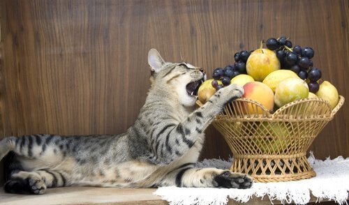 Frutta per il gatto