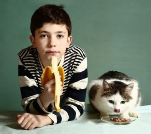 Che frutta possono mangiare i gatti?
