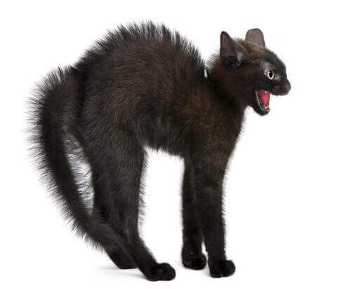 Gattino nero con il pelo dritto