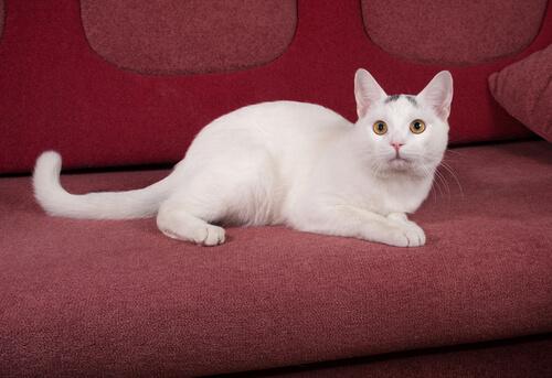Gatto bianco sul divano rosso 
