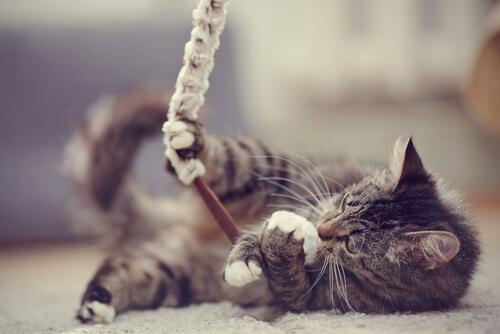 Gatto che gioca con corda sul tappeto 