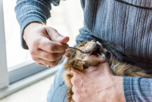Padrone che dà al gatto olio di oliva