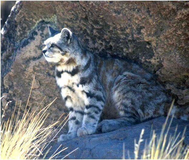 Felini selvatici: il gatto delle Ande