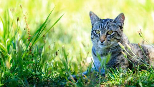 Gatto europeo nel prato