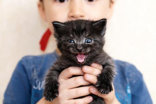 Gatto nero piccolo in braccio a bambino 