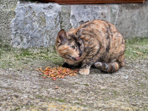 Gatto randagio che mangia crocchette per strada