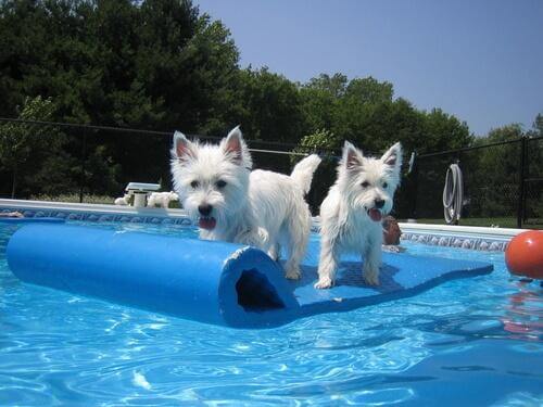 Giochi da fare in piscina con il cane