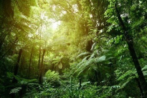 Temperatura e habitat nella giungla