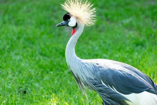 Gru coronata grigia tra uccelli nazionali africani