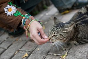 Come guadagnarsi la fiducia di un gatto randagio