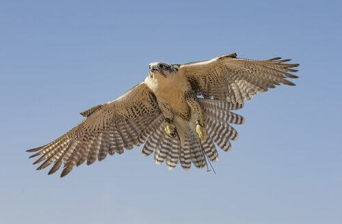 Il falco pellegrino tra uccelli nazionali africani