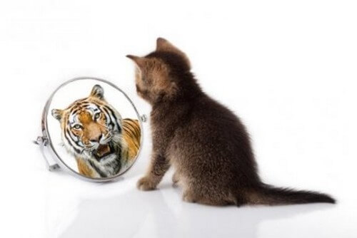 Somiglianze fra il gatto e la tigre