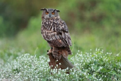 Gufo animale della taiga