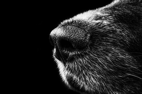 Il naso di un cane