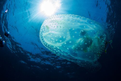 Il veleno della vespa di mare