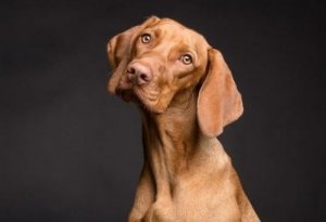 Effetti dell'alimentazione sulla pelle dei cani