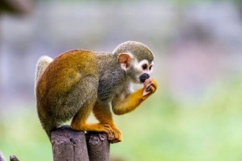 La scimmia scoiattolo, la più piccola tra i primati