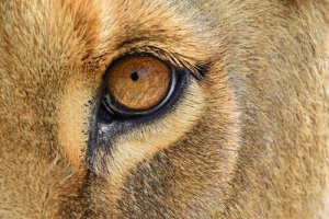 Riportata in Africa una leonessa salvata dal circo