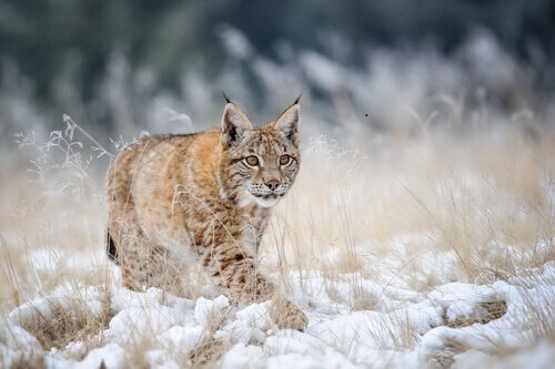 Lince boreale