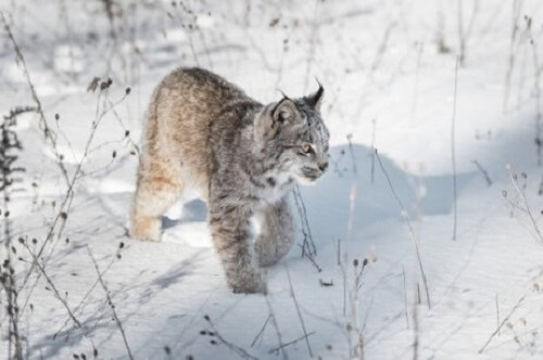Lince nella neve