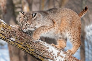 La lince: 4 meravigliosi esemplari diversi