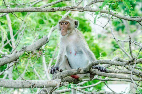 Macaco tra fauna mangrovie