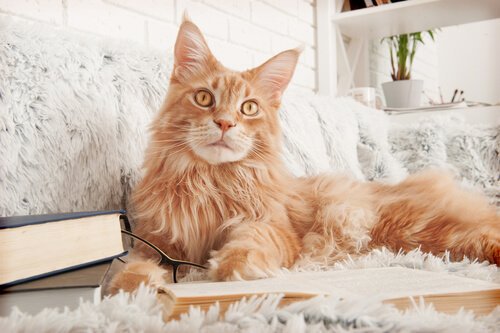 Il comportamento del Maine Coon