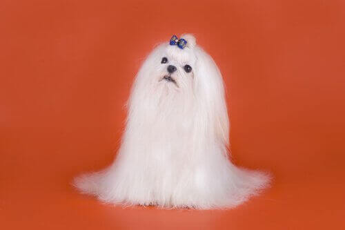 Maltese con fiocchetto